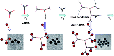 Graphical abstract: Number-controlled spatial arrangement of gold nanoparticles with DNA dendrimers