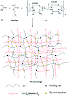 Graphical abstract: Physically cross-linked pH-responsive chitosan-based hydrogels with enhanced mechanical performance for controlled drug delivery