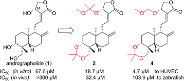 Graphical abstract: Differential in vitro and in vivo anti-angiogenic activities of acetal and ketal andrographolide derivatives in HUVEC and zebrafish models