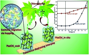 Graphical abstract: Energy transfer cascade in bio-inspired chlorophyll-a/polyacrylamide hydrogel: towards a new class of biomimetic solar cells