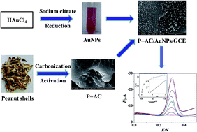 Graphical abstract: Promising biomass-derived activated carbon and gold nanoparticle nanocomposites as a novel electrode material for electrochemical detection of rutin