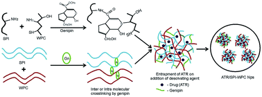 Graphical abstract: Genipin crosslinked soy-whey based bioactive material for atorvastatin loaded nanoparticles: preparation, characterization and in vivo antihyperlipidemic study