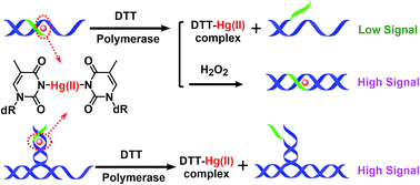 Graphical abstract: Fidelity quantification of mercury(ii) ion via circumventing biothiols-induced sequestration in enzymatic amplification system