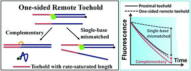 Graphical abstract: Modulating the DNA strand-displacement kinetics with the one-sided remote toehold design for differentiation of single-base mismatched DNA