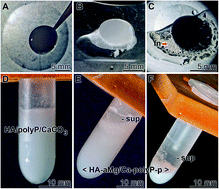 Graphical abstract: A bio-imitating approach to fabricate an artificial matrix for cartilage tissue engineering using magnesium-polyphosphate and hyaluronic acid