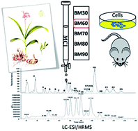 Graphical abstract: The therapeutic effect of Bletilla striata extracts on LPS-induced acute lung injury by regulation of inflammation and oxidation