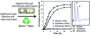 Graphical abstract: Production of xylooligosaccharides from hardwood xylan by using immobilized endoxylanase of Clostridium strain BOH3