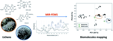 Graphical abstract: Chemotaxonomic discrimination of lichen species using an infrared chalcogenide fibre optic sensor: a useful tool for on-field biosourcing