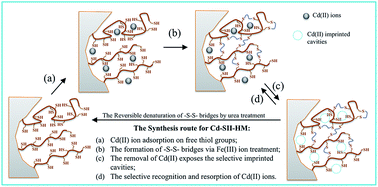 Graphical abstract: Reversible and easy post-crosslinking method for developing a surface ion-imprinted hypercrosslinked monolith for specific Cd(ii) ion removal from aqueous solutions