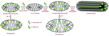 Graphical abstract: Bile salt assisted morphological changes of cationic gemini surfactant (12-4-12) micelles