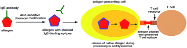 Graphical abstract: Hypoallergenic acid-sensitive modification preserves major mugwort allergen fold and delivers full repertoire of MHC class II-binding peptides during endolysosomal degradation