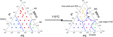 Graphical abstract: Double-stage phase separation in dynamically asymmetric ternary polymer blends