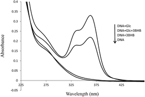 Graphical abstract: The inhibitory influence of 3-β-hydroxybutyrate on calf thymus DNA glycation by glucose