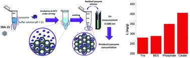 Graphical abstract: Are specific buffer effects the new frontier of Hofmeister phenomena? Insights from lysozyme adsorption on ordered mesoporous silica