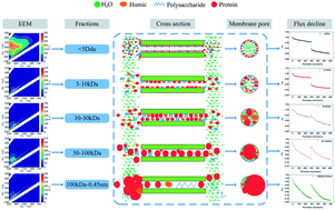 Graphical abstract: Influence and mechanism of different molecular weight organic molecules in natural water on ultrafiltration membrane fouling reversibility