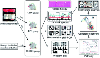 Graphical abstract: Huang-Lian-Jie-Du decoction treated sepsis via regulating ERK and SRC/STAT3 pathways and ameliorating metabolic status