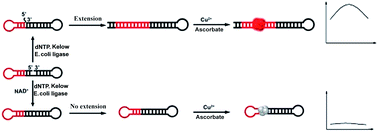 Graphical abstract: Label-free biosensor based on dsDNA-templated copper nanoparticles for highly sensitive and selective detection of NAD+