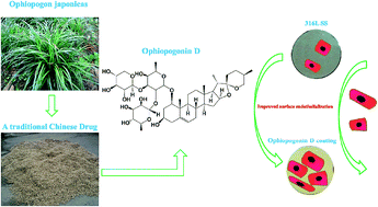 Graphical abstract: Immobilization of Ophiopogonin D on stainless steel surfaces for improving surface endothelialization