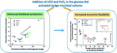 Graphical abstract: Enhanced biodiesel production from glucose-fed activated sludge microbial cultures by addition of nZVI and FeCl3