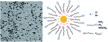 Graphical abstract: Room temperature ionic liquid assisted synthesis of ultra-stable Au nanoparticles via a modified Brust–Schiffrin method