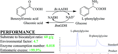 Graphical abstract: Efficient access to l-phenylglycine using a newly identified amino acid dehydrogenase from Bacillus clausii