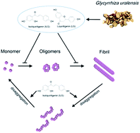 Graphical abstract: Isoliquiritigenin and liquiritin from Glycyrrhiza uralensis inhibit α-synuclein amyloid formation