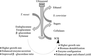 Graphical abstract: Proper ultrasound treatment increases ethanol production from simultaneous saccharification and fermentation of sugarcane bagasse