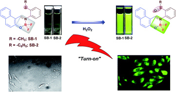 Graphical abstract: Boranil dye based “turn-on” fluorescent probes for detection of hydrogen peroxide and their cell imaging application