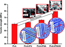 Graphical abstract: Effect of surface treatments of jute fibers on the microstructural and mechanical responses of poly(lactic acid)/jute fiber biocomposites