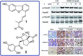 Graphical abstract: Isolation of lingzhifuran A and lingzhilactones D–F from Ganoderma lucidum as specific Smad3 phosphorylation inhibitors and total synthesis of lingzhifuran A