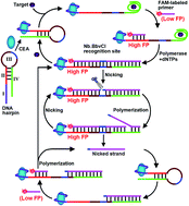 Graphical abstract: Novel autonomous protein-encoded aptamer nanomachines and isothermal exponential amplification for ultrasensitive fluorescence polarization sensing of small molecules