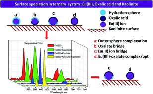 Graphical abstract: Effect of different complexing ligands on europium uptake from aqueous phase by kaolinite: batch sorption and fluorescence studies
