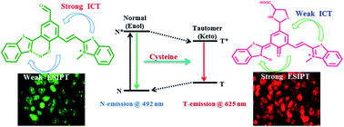 Graphical abstract: Harvesting red fluorescence through design specific tuning of ICT and ESIPT: an efficient optical detection of cysteine and live cell imaging
