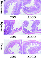 Graphical abstract: Alginic acid oligosaccharide accelerates weaned pig growth through regulating antioxidant capacity, immunity and intestinal development