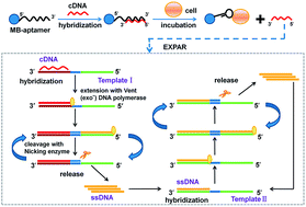 Graphical abstract: Sensitive detection of tumor cells based on aptamer recognition and isothermal exponential amplification