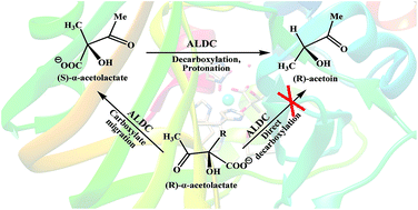 Graphical abstract: Catalytic mechanism of acetolactate decarboxylase from Brevibacillus brevis towards both enantiomers of α-acetolactate