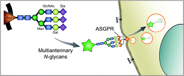 Graphical abstract: Isolation of multiantennary N-glycans from glycoproteins for hepatocyte specific targeting via the asialoglycoprotein receptor
