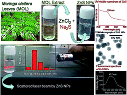 Graphical abstract: Optical, dielectric, electronic and morphological study of biologically synthesized zinc sulphide nanoparticles using Moringa oleifera leaf extract and quantitative analysis of chemical components present in the leaf extract