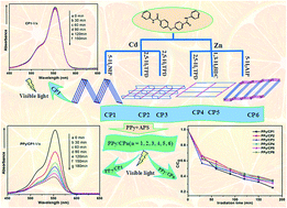 Graphical abstract: A series of pyridyl-amide-based ZnII/CdII coordination polymers and their polypyrrole-functionalized composite materials for tuning their photocatalytic properties
