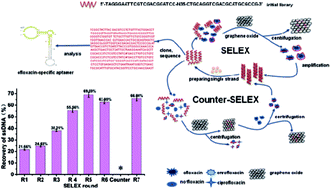 Graphical abstract: Graphene oxide-based selection and identification of ofloxacin-specific single-stranded DNA aptamers