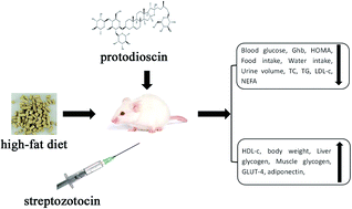 Graphical abstract: Antihyperglycemic and antihyperlipidemic activities of protodioscin in a high-fat diet and streptozotocin-induced diabetic rats