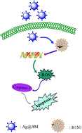 Graphical abstract: Reversal of H1N1 influenza virus-induced apoptosis by silver nanoparticles functionalized with amantadine