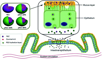 Graphical abstract: Effects of surface hydrophilic properties of PEG-based mucus-penetrating nanostructured lipid carriers on oral drug delivery