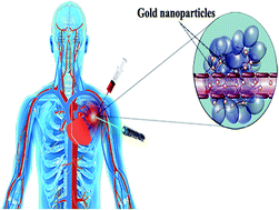 Graphical abstract: Engineered gold nanoparticles for photothermal cancer therapy and bacteria killing