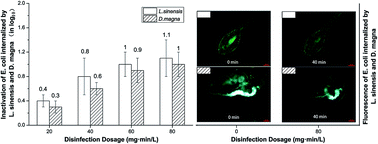 Graphical abstract: Inactivation of E. coli bacteria ingested by Limnoithona sinensis and Daphnia magna using chloramines
