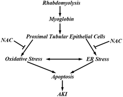 Graphical abstract: Rhabdomyolysis induced AKI via the regulation of endoplasmic reticulum stress and oxidative stress in PTECs