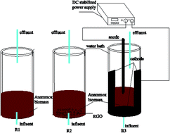 Graphical abstract: Application of cathode modified by reduced graphene oxide/polypyrrole to enhance anammox activity