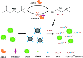 Graphical abstract: Phenylsulfonic acid functionalized carbon quantum dots based biosensor for acetylcholinesterase activity monitoring and inhibitor screening