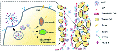 Graphical abstract: Photodynamic therapy of drug-resistant human colon adenocarcinoma using verteporfin-loaded TPGS nanoparticles with tumor homing and penetrating peptide functionalization