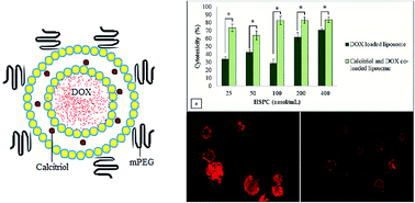 Graphical abstract: Improvement of a liposomal formulation with a native molecule: calcitriol